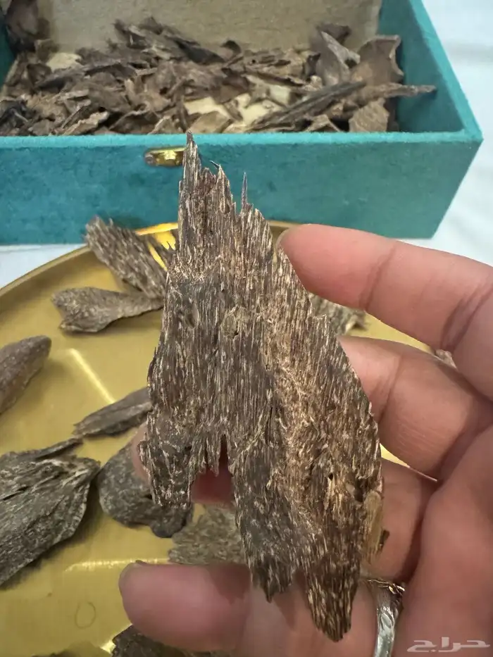 عود بنكاوي درجه عاليه طبيعي 100   100 6