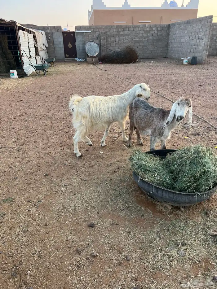 معزاء مضاريع 0