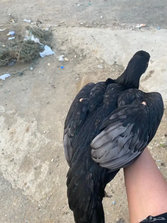 للبيع ذكر سندي 3