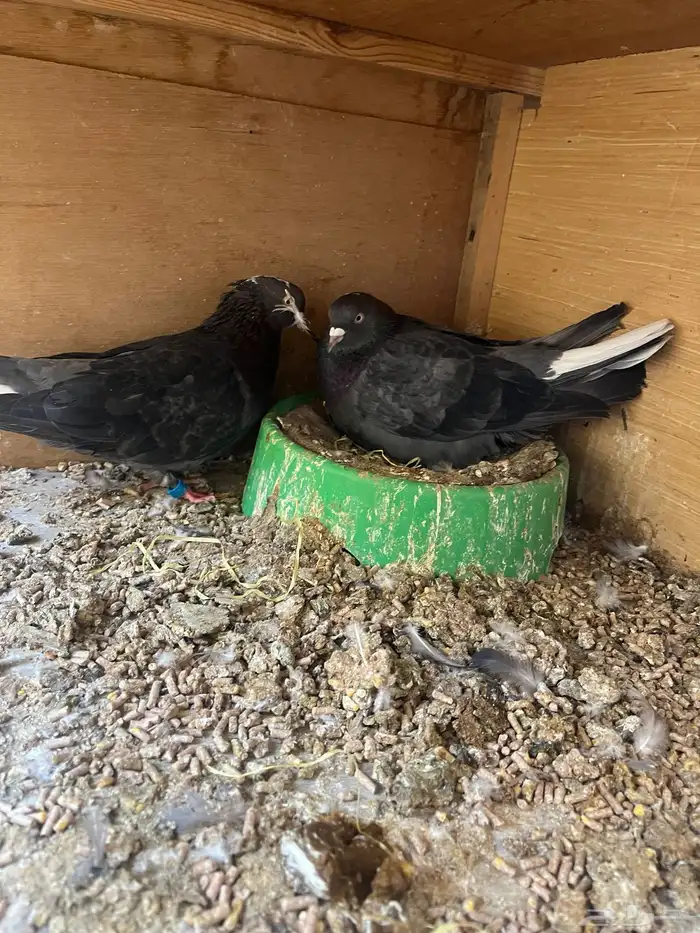 اجواز قطايف و قنادي 2