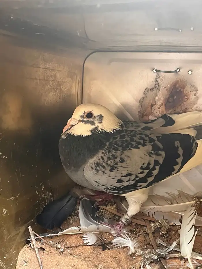 حمامت سباق 0