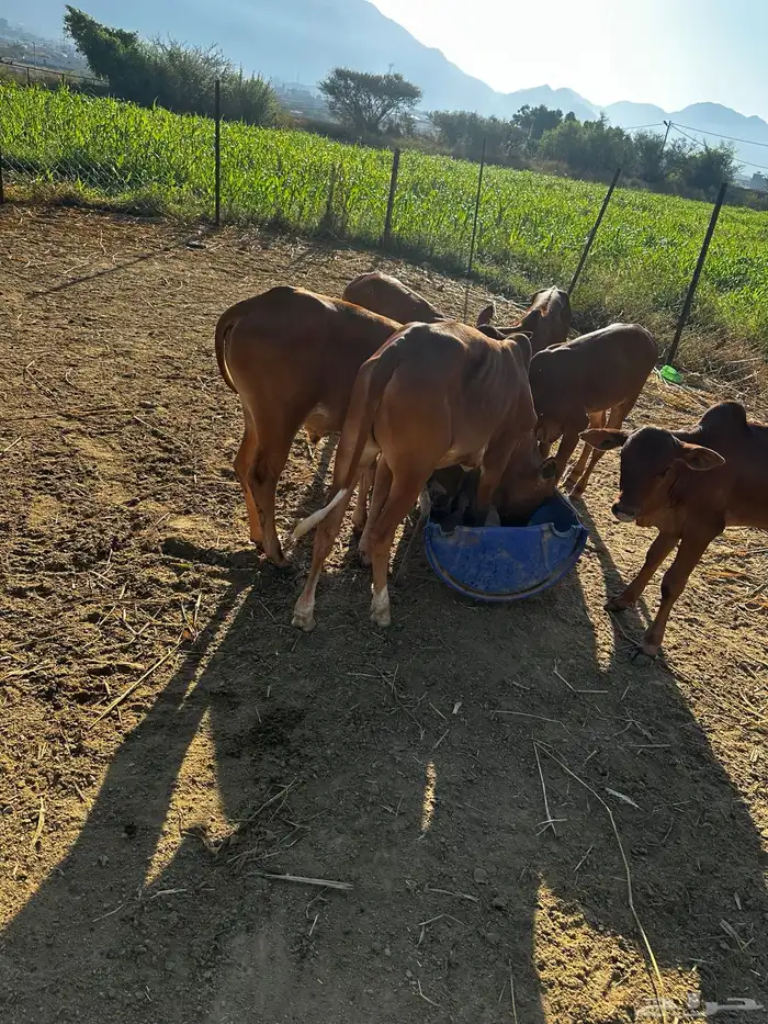 حسلان للبيع 0