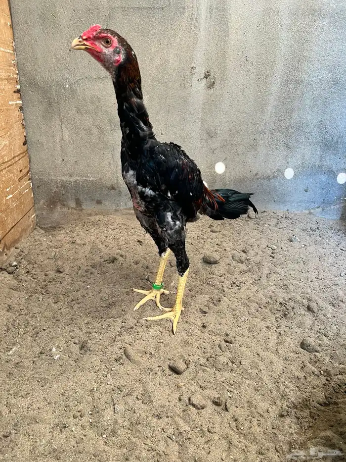 زوج شامو ياباني 6