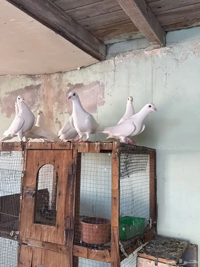 حمام لاحم سوبر جانبو 3