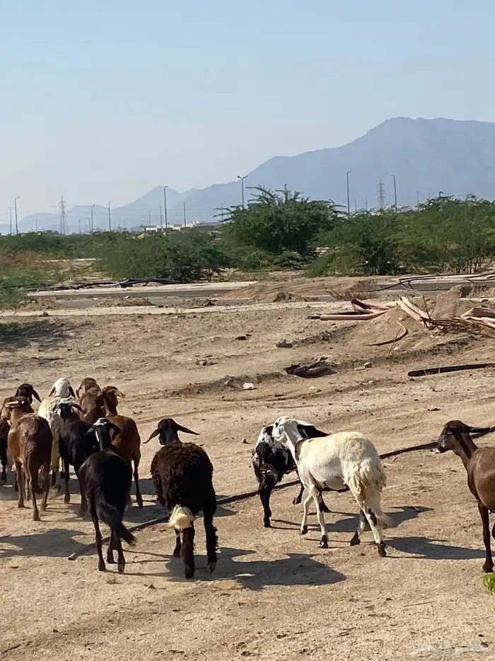 سواكن خلفات ودفيع 12