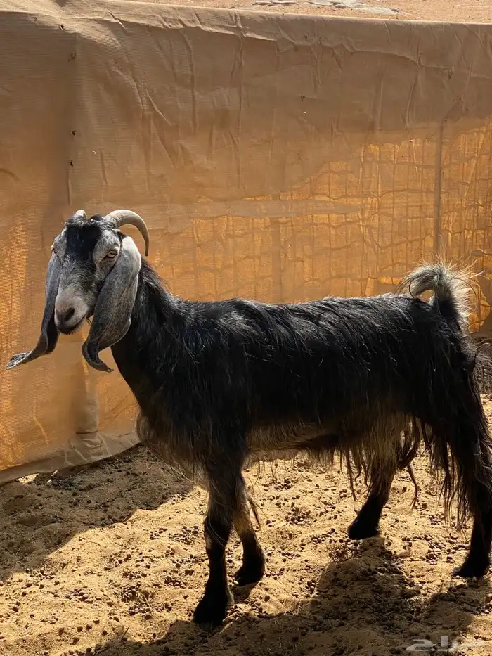 عنز ضايعه يالنشاما 0