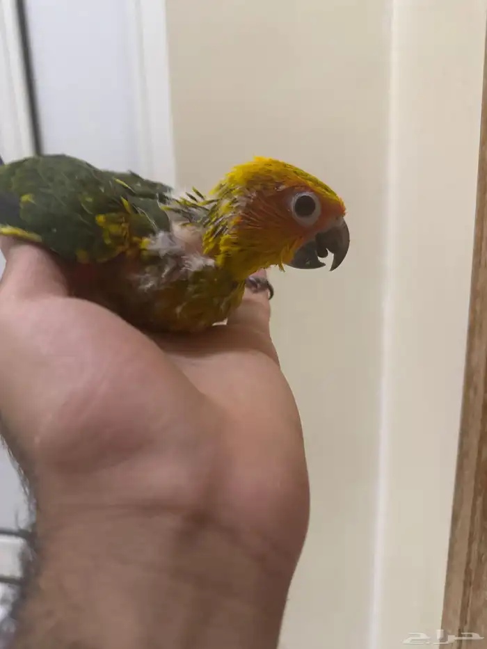 كنيور مفطوم صن كنيور غر وقريب فطام وفيه غر ولوري فرخ وجوز 3