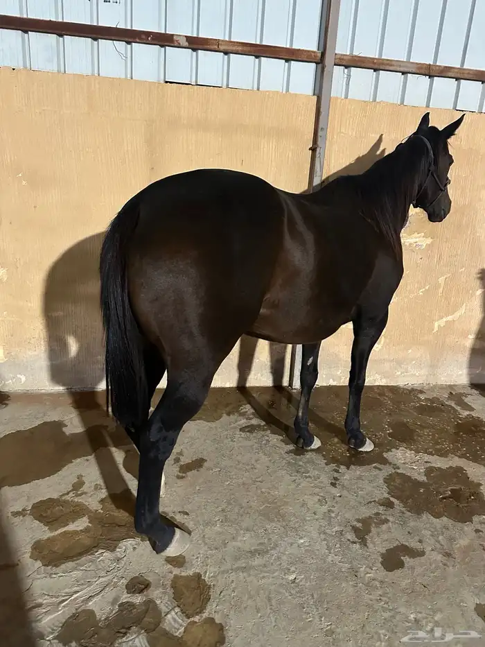 فرس انقليزية 6