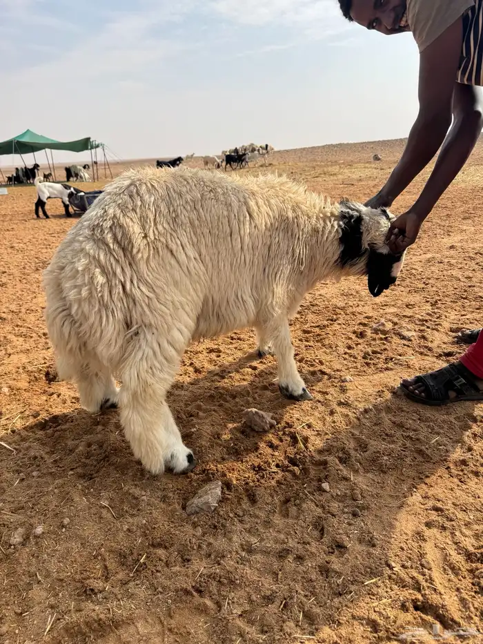 خروف طيب للبيع 0