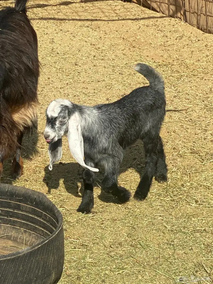 لبيع تيس عمره شهر 1