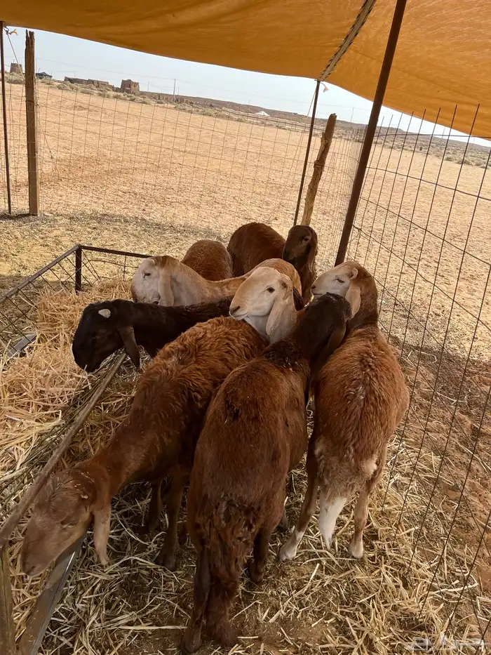 سواكن مرابي تفريد 1100 1