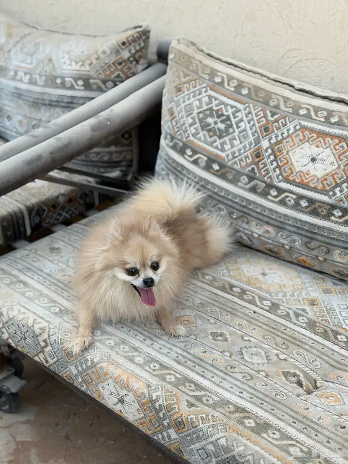 انثى بومرينيان تيدي فيس 2