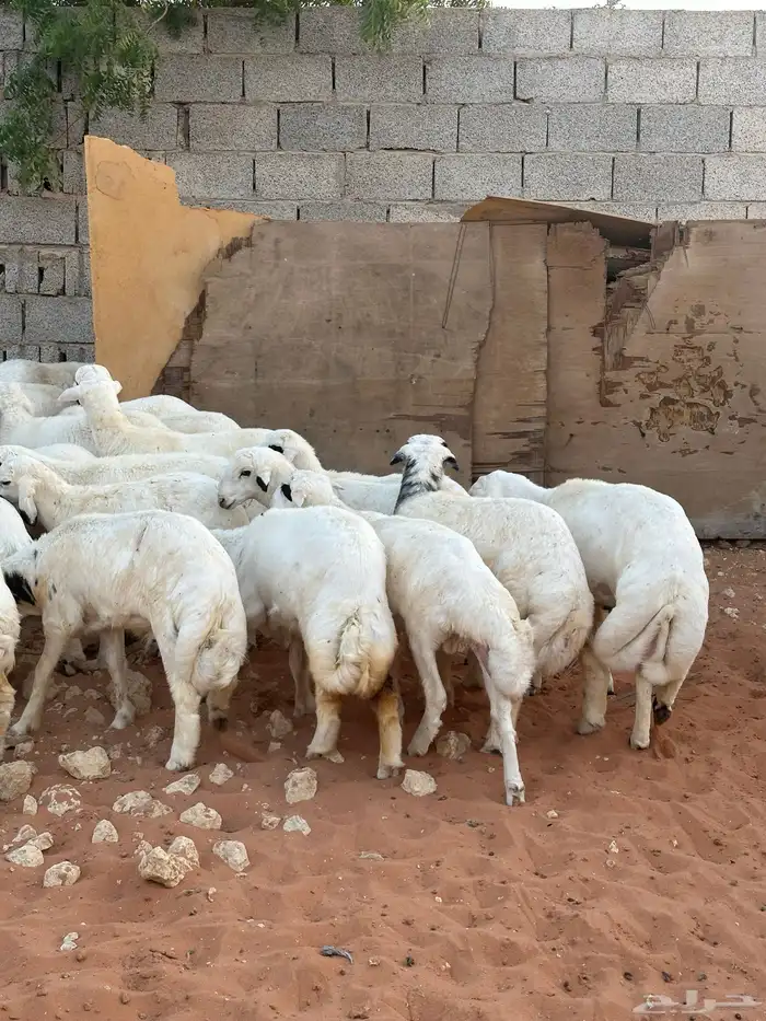 للبيع طليان ورخال 0