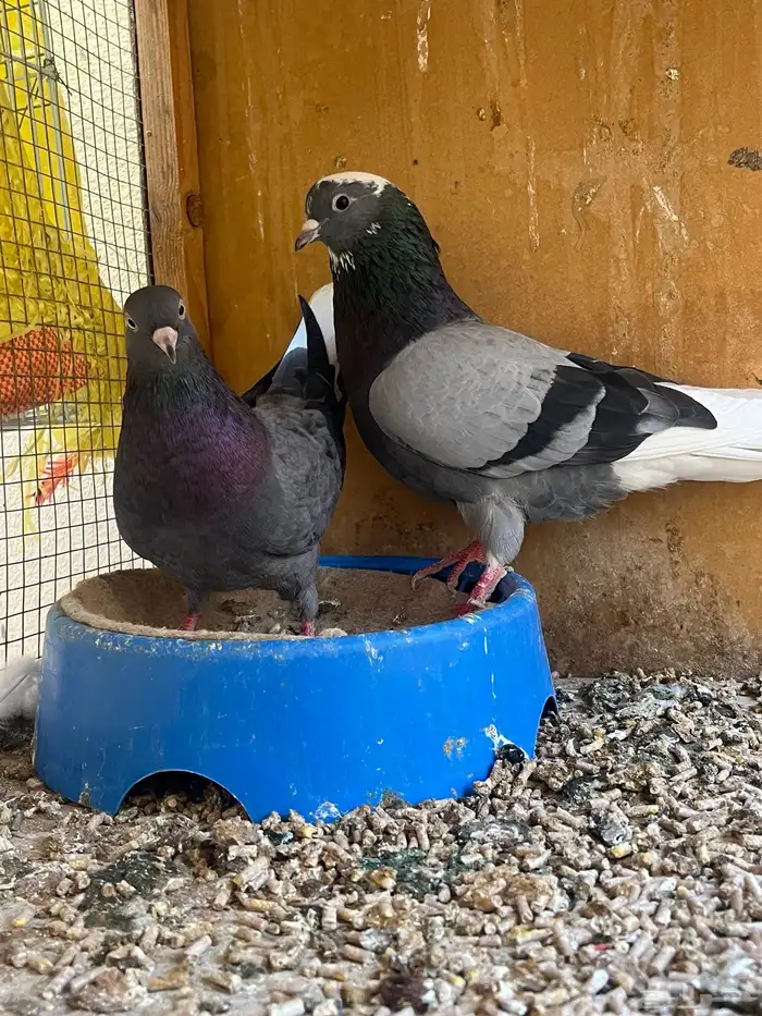 اجواز قطايف و قنادي 0