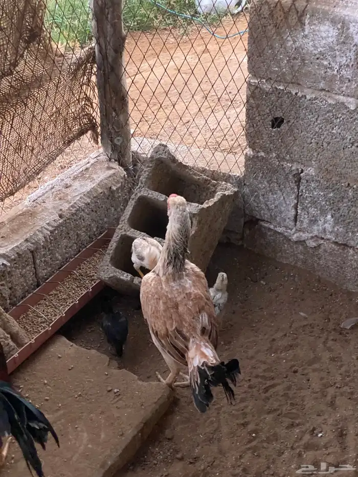 دجاج باكستاني 2