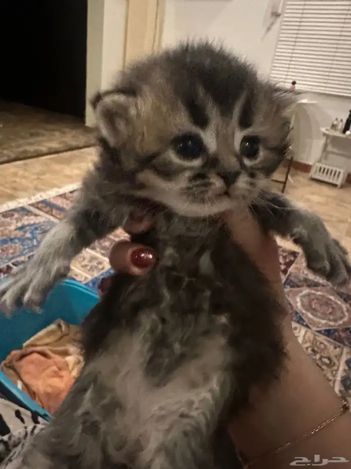 سكوتش فولد جمالو 9