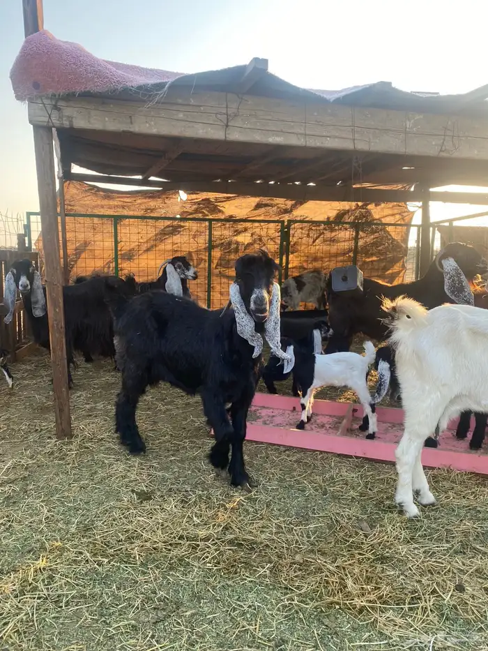 للبيع معزا ولد عوارض طيبه 19