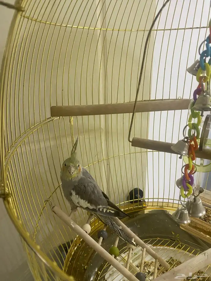 ببغاء كروان 1