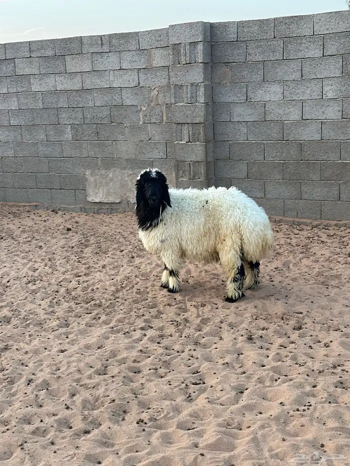 خاروف نعيمي 1