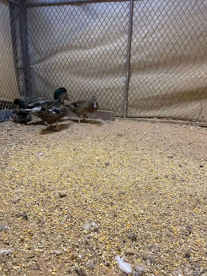 بط نحم منتج 1