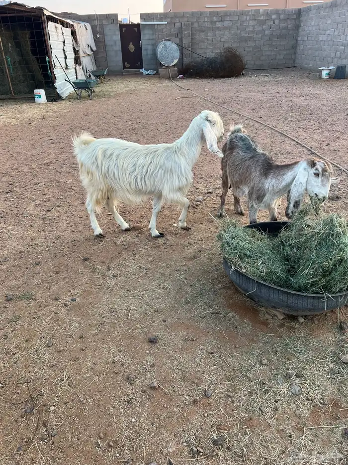 معزاء مضاريع 3