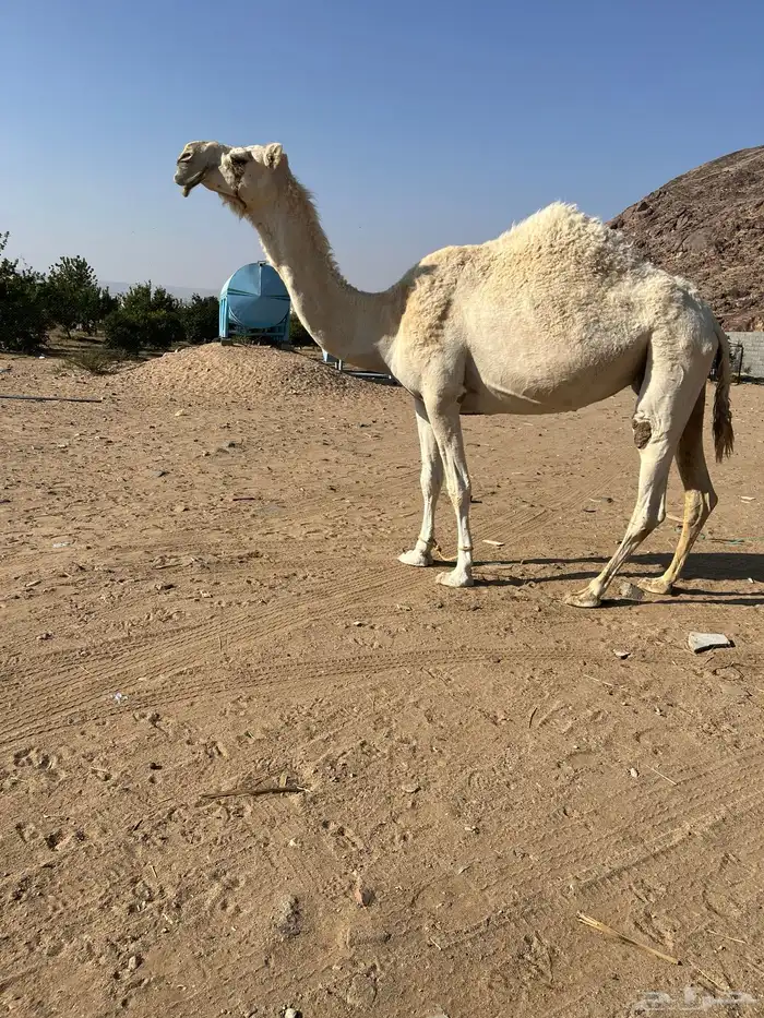 عفراء مضروبه اليوم فيها هزاه بصيطه 0