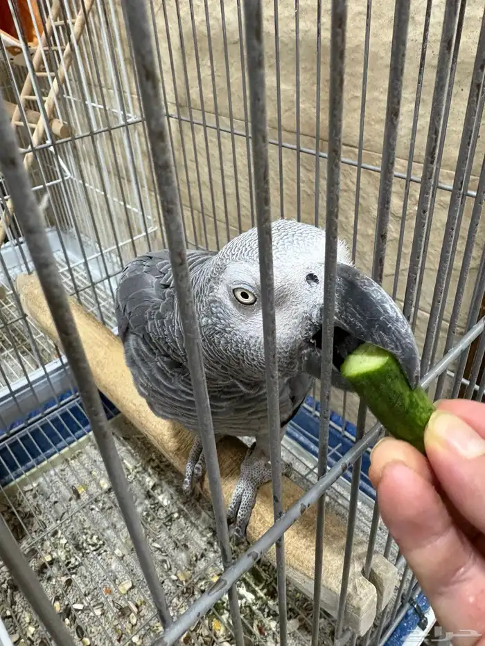 بغبغاء كاسكو أفريقي (African Grey Parrot 1