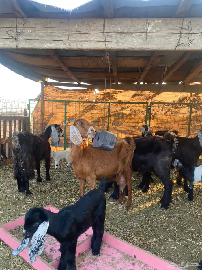 للبيع معزا ولد عوارض طيبه 23