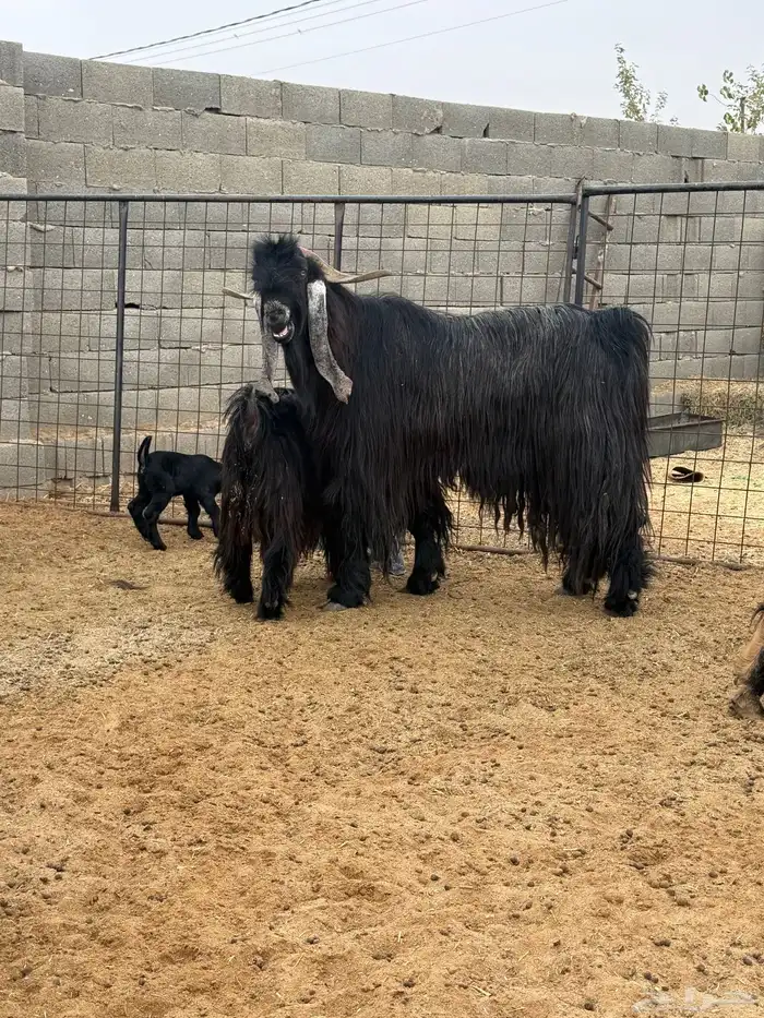 فحل ماعز فاااخر 1