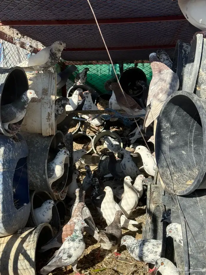 حمام كفوو لبيع 0