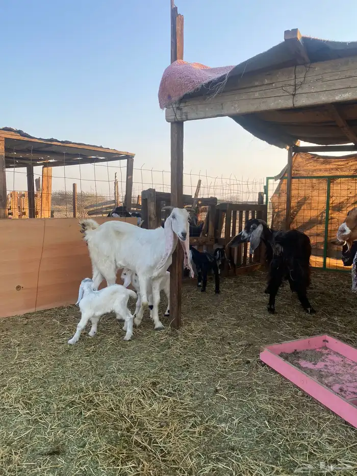 للبيع معزا ولد عوارض طيبه 29