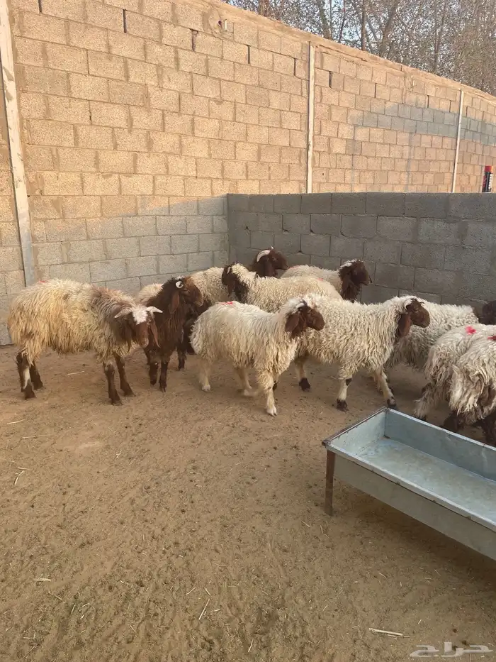 خرفان نعيم 0