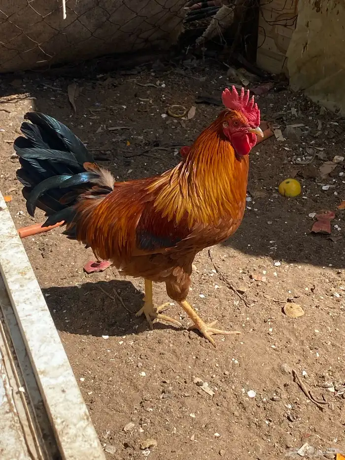 ديك بلدي انتاج تحضين 1