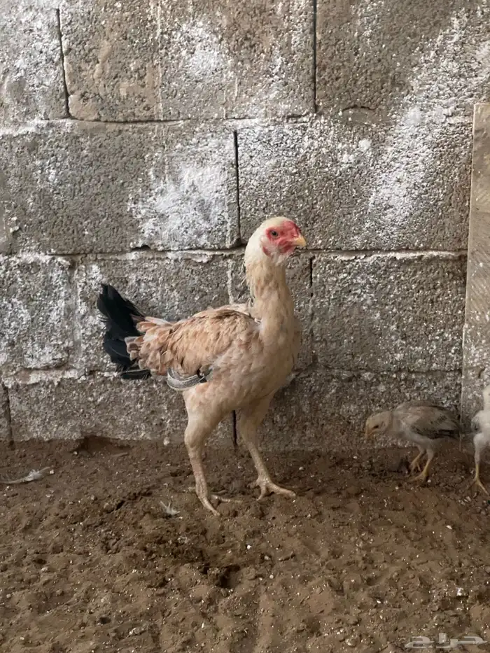 دجاج باكستاني 1