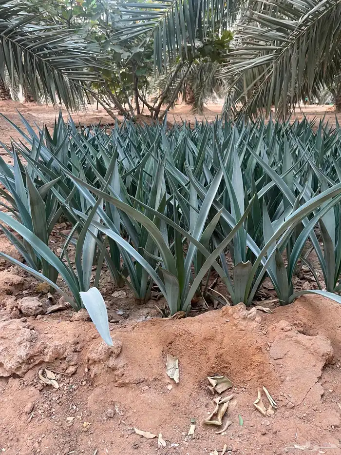 شتل صبار عدد 500 تقريبا 0