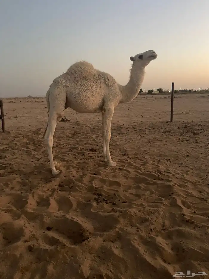 قعود باتلي 5