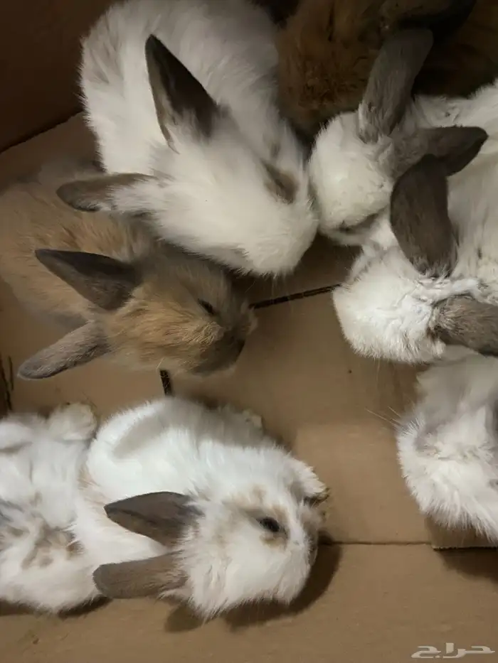 ارانب صغيره هجين انقورا وهولند لوب 2