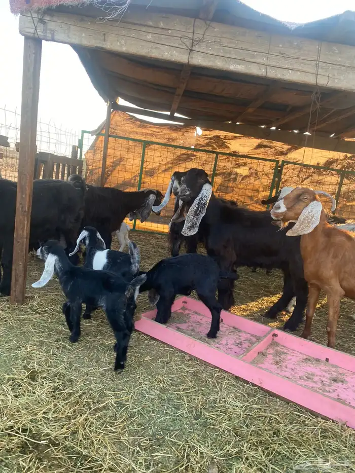 للبيع معزا ولد عوارض طيبه 4