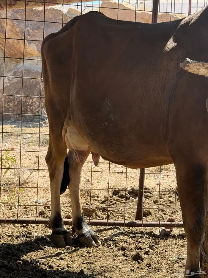 بقره معها حسيل ماشاءالله تبارك الله 3