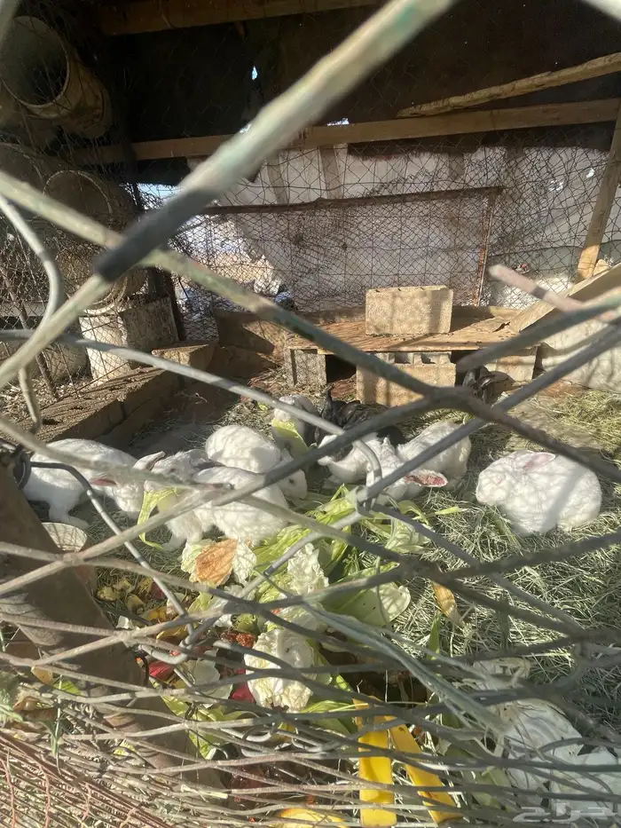 أرانب 9 بري للبيع. 3