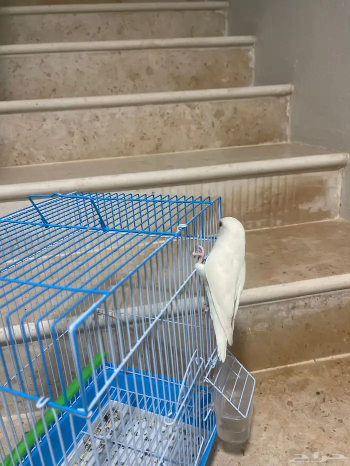 طير روز شبه اليف يدخل ويطلع من قفصه لوحده) 1