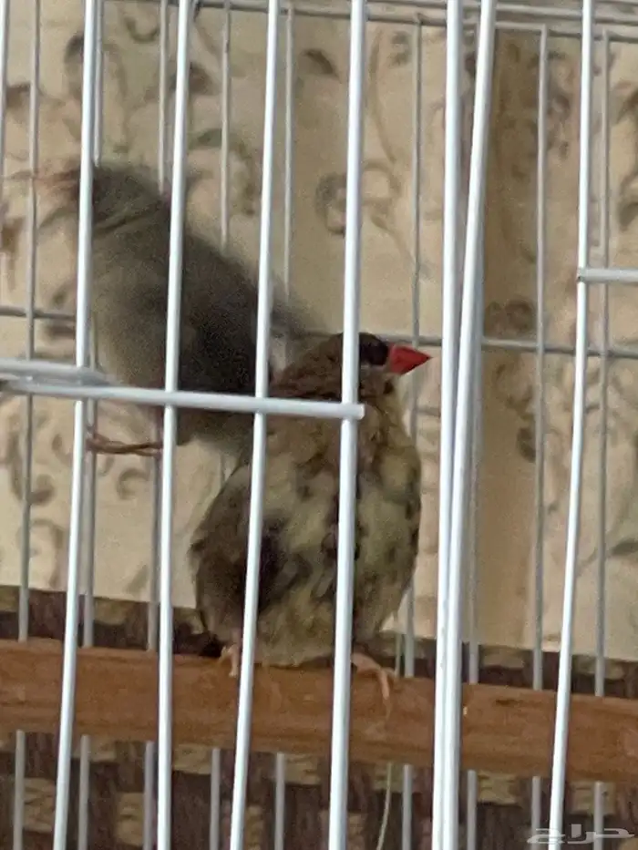 جوز عندليب وجوز زيبرا فراولة 10