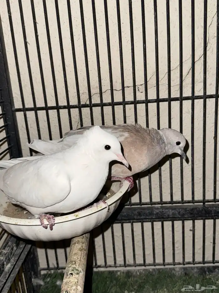 جوز ياكريم (يمام) 0