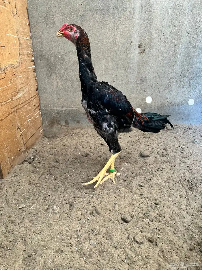 زوج شامو ياباني 5