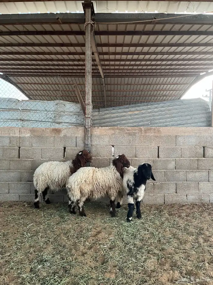 ذبائح للبيع 5