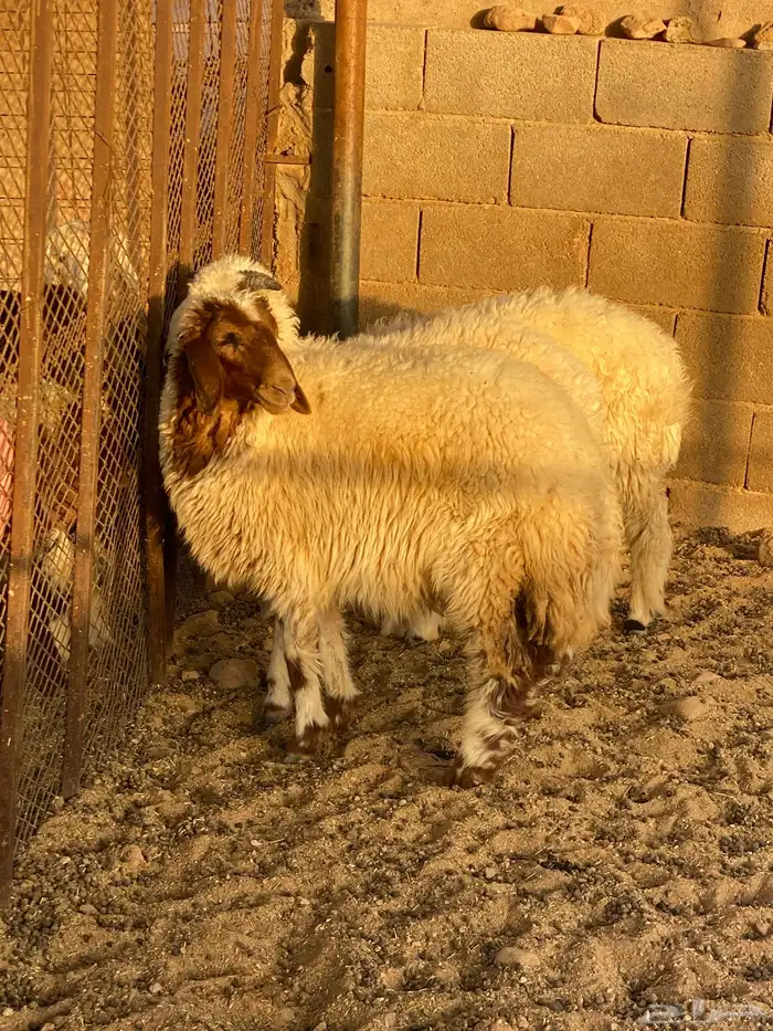 تيوس تو جايت من البر 2