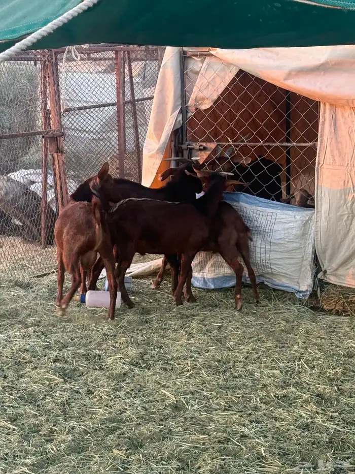 4 تيوس دهم كفو مغلقه 0