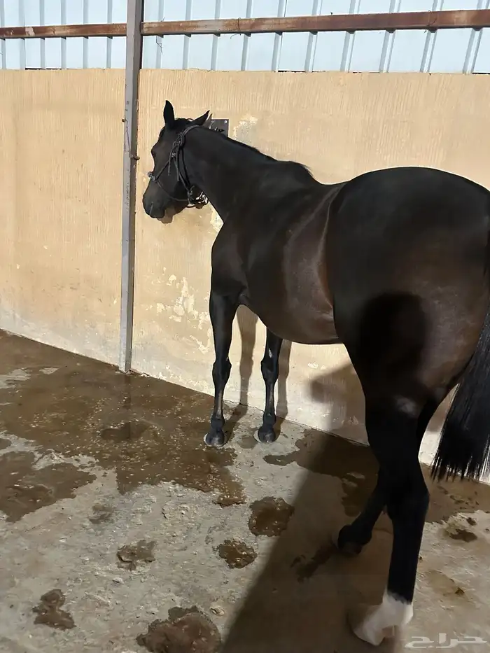 فرس انقليزية 1