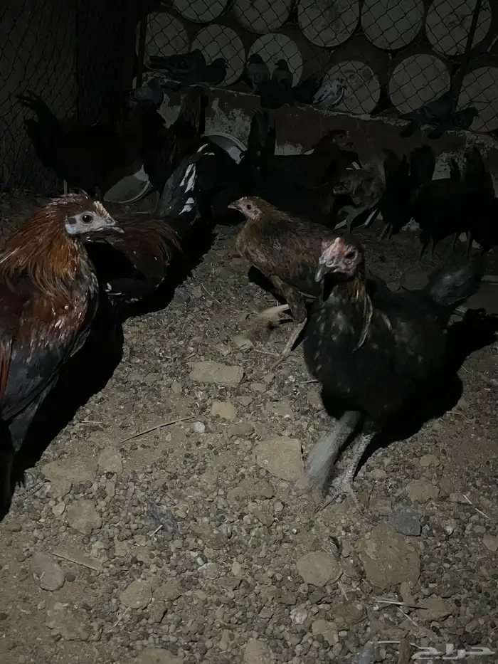 دجاج وديكه للبيع 0