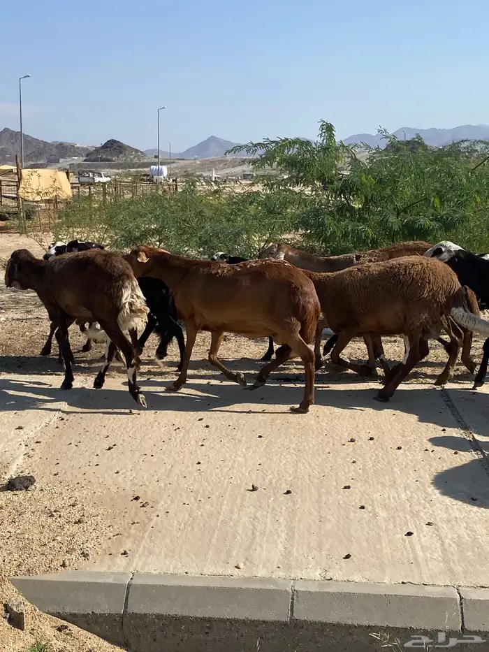 سواكن خلفات ودفيع 7